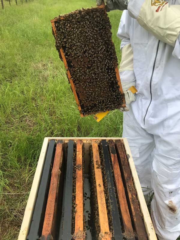 Land for Sale in Fredericksburg TX | Honey Bees | Ag Exemption